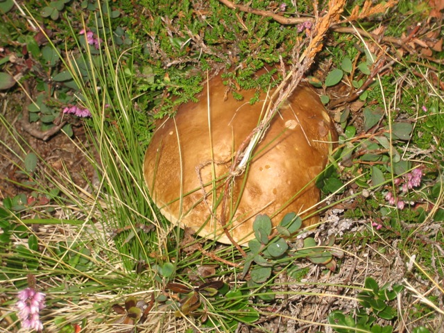 BRISE......sar� forse un addio.